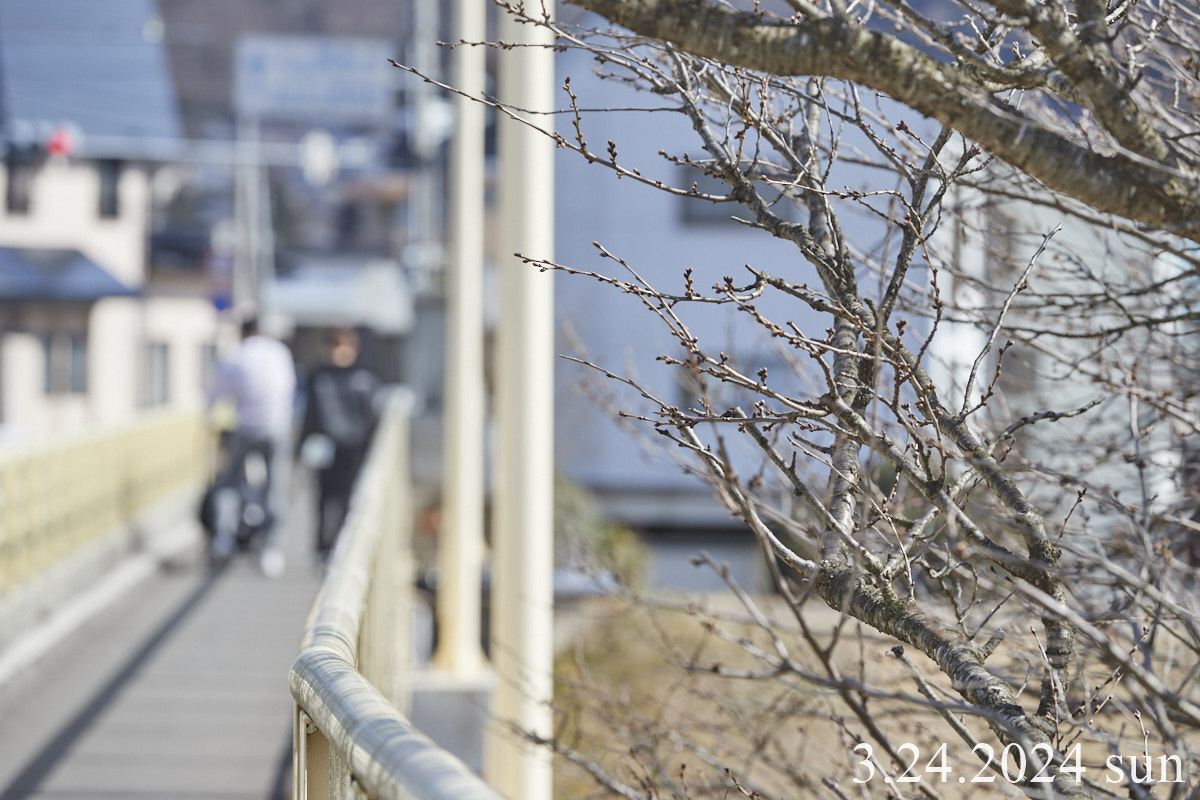 展勝地さくらまつり 展勝地レストハウス[公式ホームページ]