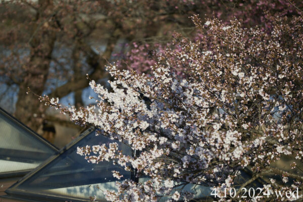 展勝地さくらまつり 展勝地レストハウス[公式ホームページ]